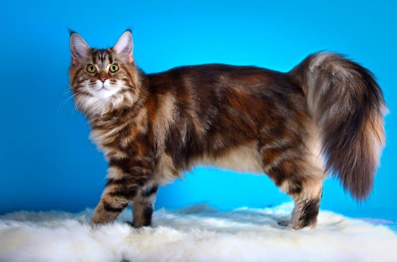 Brown and white maine coon cat on a blue colored background