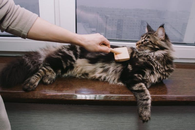 best brushes for maine coons,Maine Coon cat lying on the windowsill and his owner combs his hair