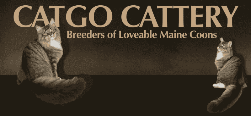 catgo cattery breeder logo 2 brown and white maine coon cats against a brown background