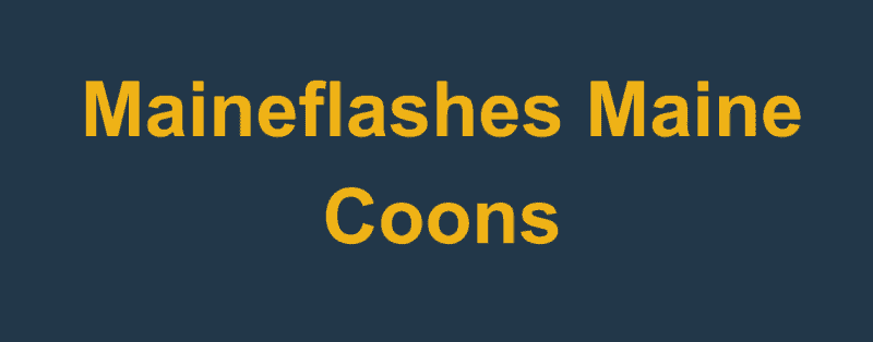 Maineflashes maine coons breeders logo yellow text on blue background