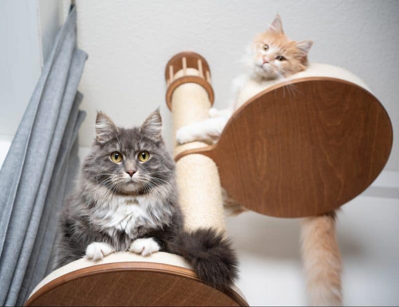 2 maine coons on a cat tree