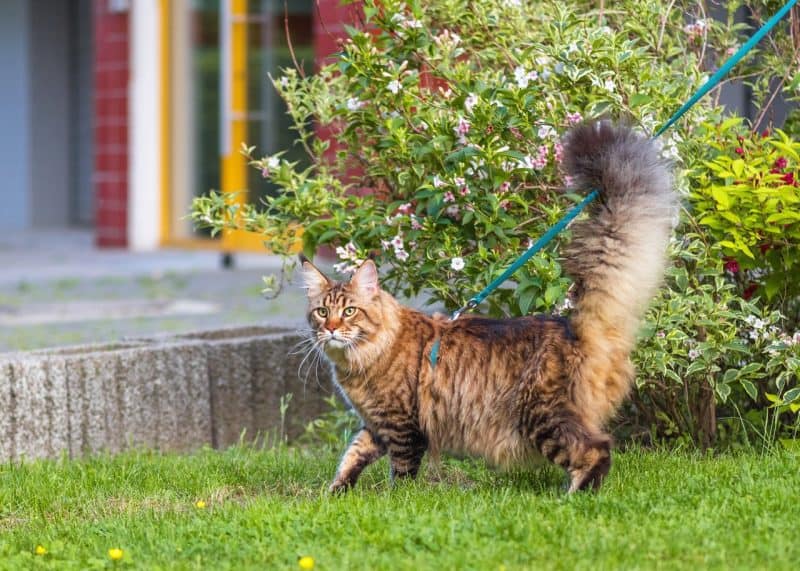 tabby maine coon cat being walked on a leash in a backyard