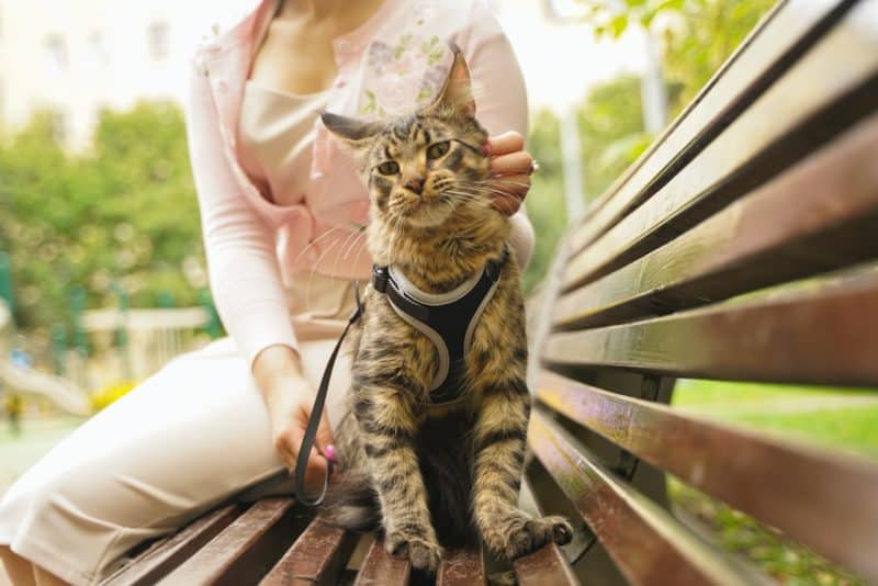grey maine coon on a leash and harness in a park