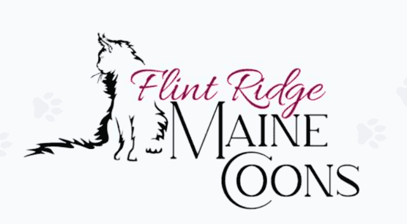 flint ridge maine coons breeder logo black and pink text on white background with line drawing of a maine coon