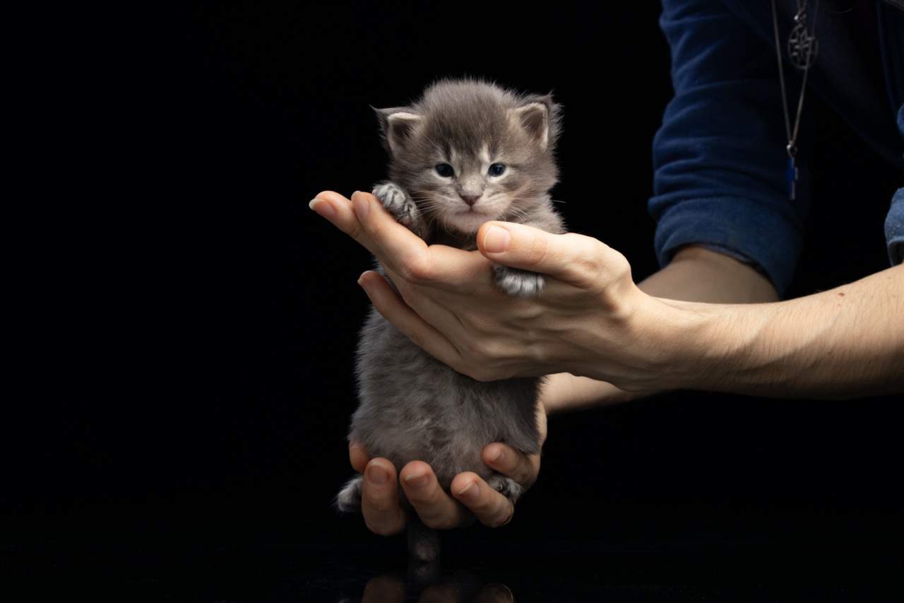 How to choose a Maine Coon breeder. woman holding a new born grey maine coon kitten