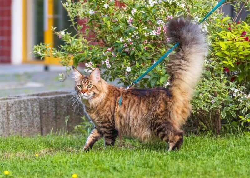 maine coon cat on a leash in a garden