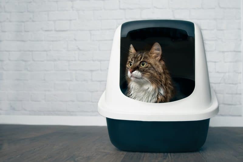 best litter boxes for maine coon cats, maine coon sitting in a litter box