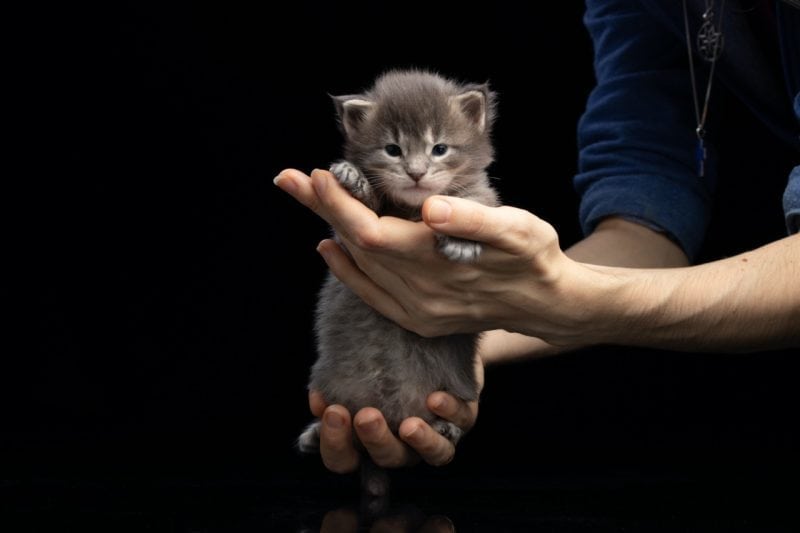 How to choose a Maine Coon breeder. woman holding a new born grey maine coon kitten