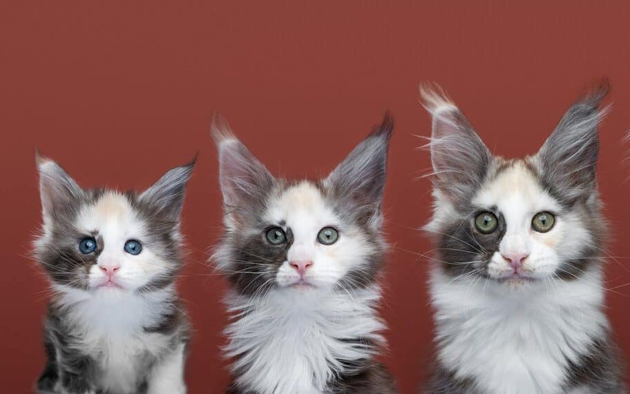 Maine Coon Facts, row of Maine Coon kittens