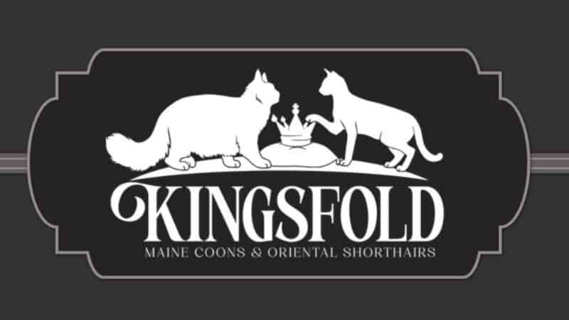 kingsfold, maine coon kittens for sale in alabama