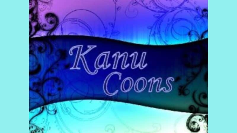 kanu coons, maine coon kittens for sale in alabama
