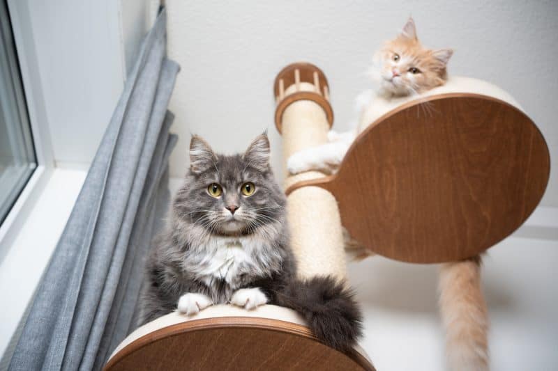maine coon cat gear, two maine coon cats on a cat tree