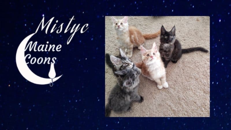 mistyc coons, maine coon kittens for sale in arizona