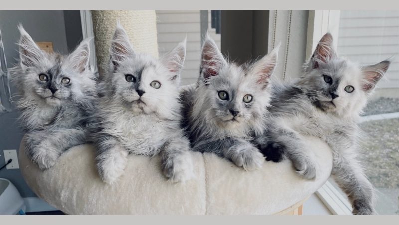 Maine Coon Kittens For Sale In Idaho, koinonia coons