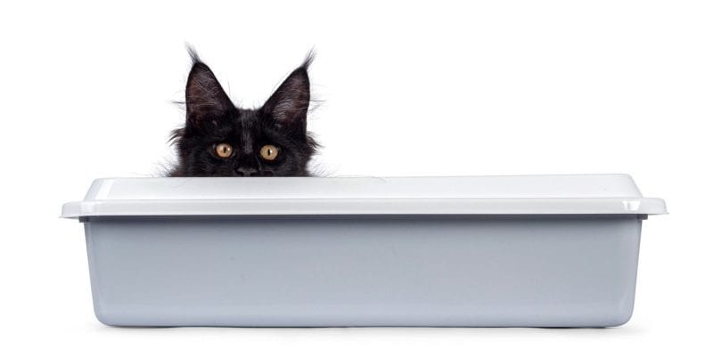 best litter boxes for maine coon cats, black maine coon peering out of a litter box