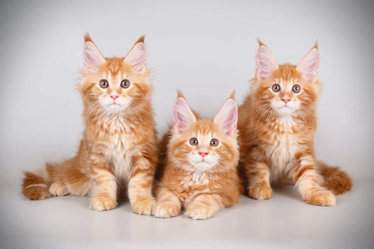 Maine Coon Kittens for Sale, 3 ginger Maine Coon kittensMaine,Coon,Kitten