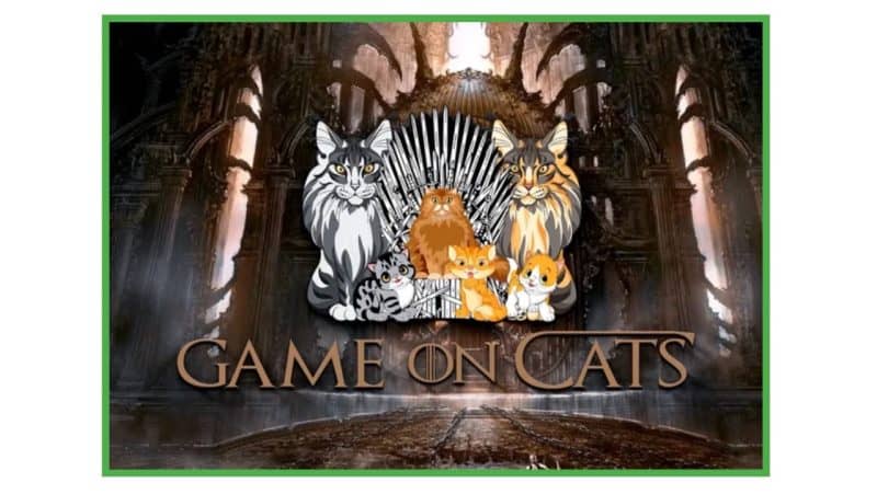 game on cats, maine coon kittens for sale in arizona