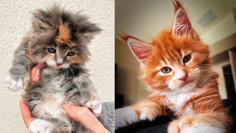 luxe kittens, maine coon kittens for sale in arizona