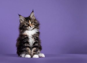 tabby maine coon kitten against a purple background