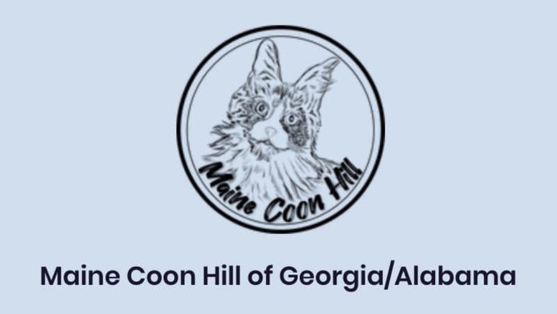 maine coon hill, maine coon kittens for sale in alabama