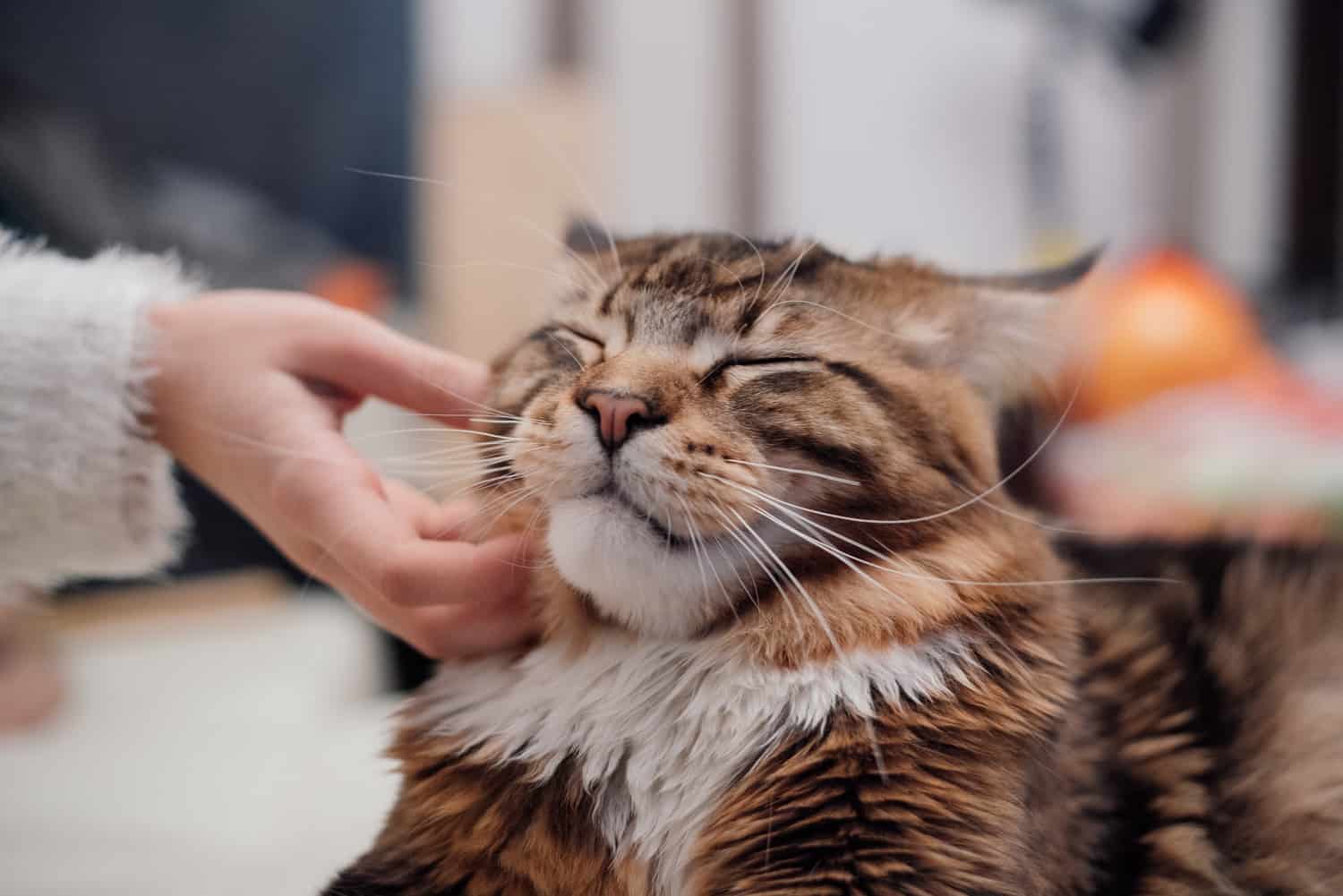 Find a Rescue Maine Coon, Maine coon getting rubbed under the chin