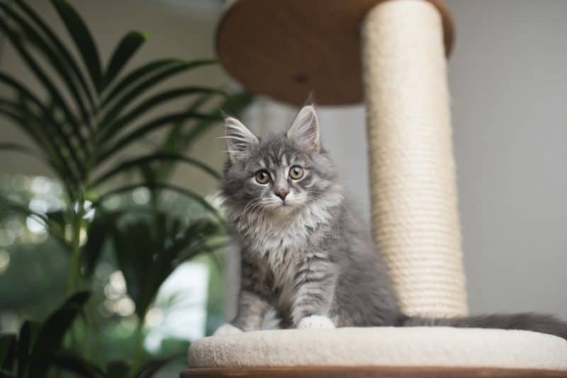 best cat trees for maine coons, grey tabby maine coon cat on a cat tree