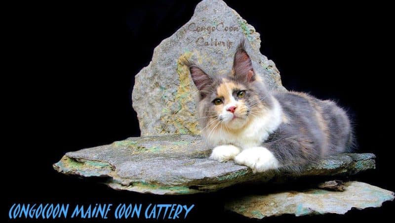 congocoon cattery, maine coon kittens for sale in alabama