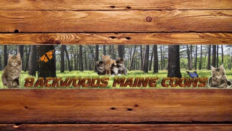 backwoods cattery, maine coon kittens for sale in alabama