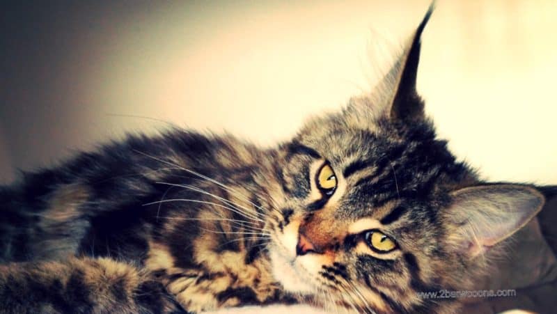 Maine Coon Kittens For Sale In Arkansas, 2BarW Coons Large