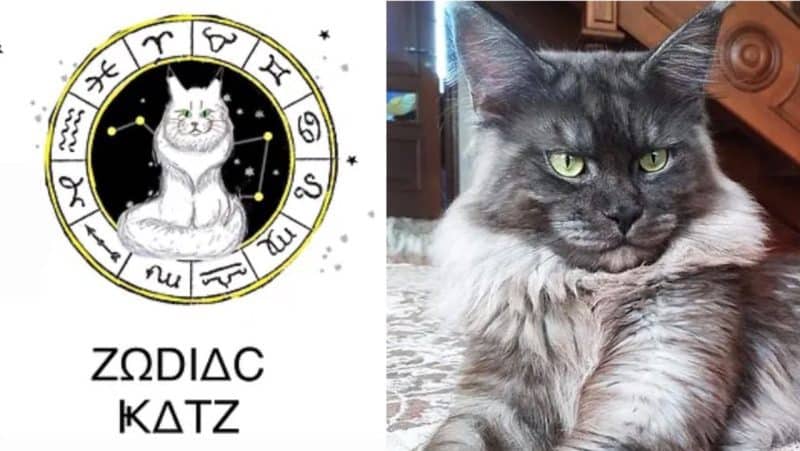 Maine Coon Kittens For Sale In Arkansas, zodiac katz Large