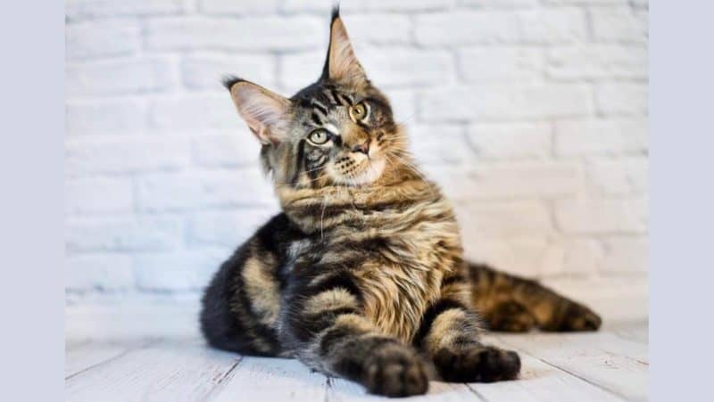 maine coon maniacs, maine coon kittens for sale in colorado
