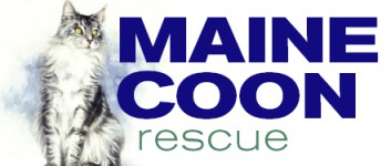 Maine Coon Rescue - Find A Rescue Maine Coon Cats For Sale In Kentucky