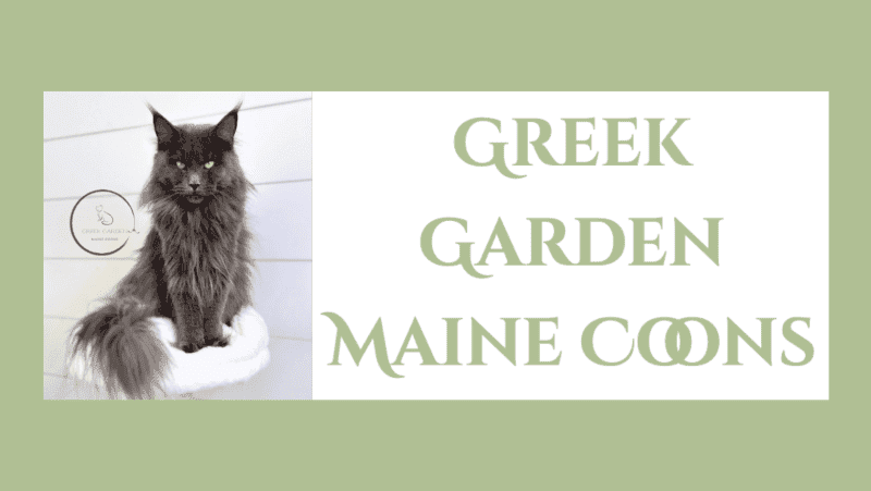 Greek Garden Maine Coons - Maine Coon Kittens for Sale in Utah