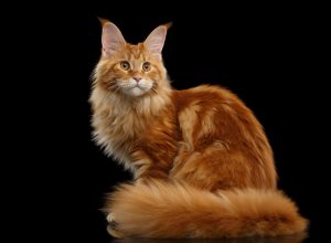 ginger maine coon cat with a black background