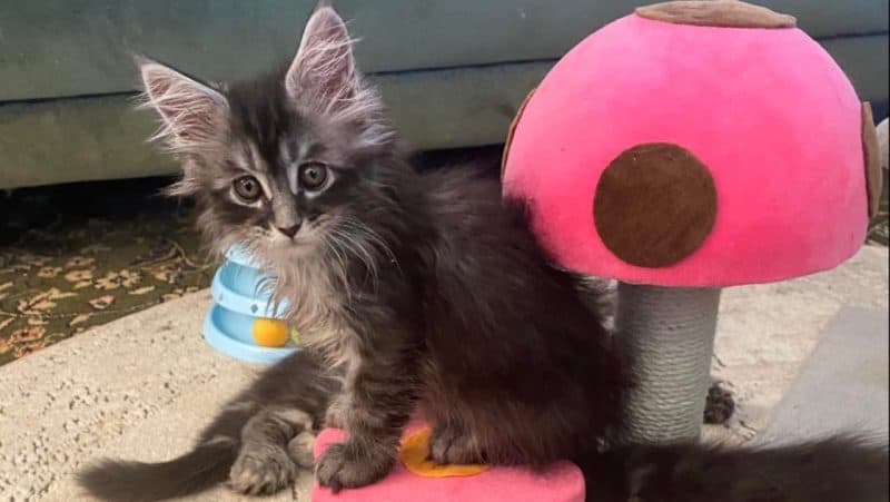 pitaracoon cattery, maine coon kittens for sale in arizona