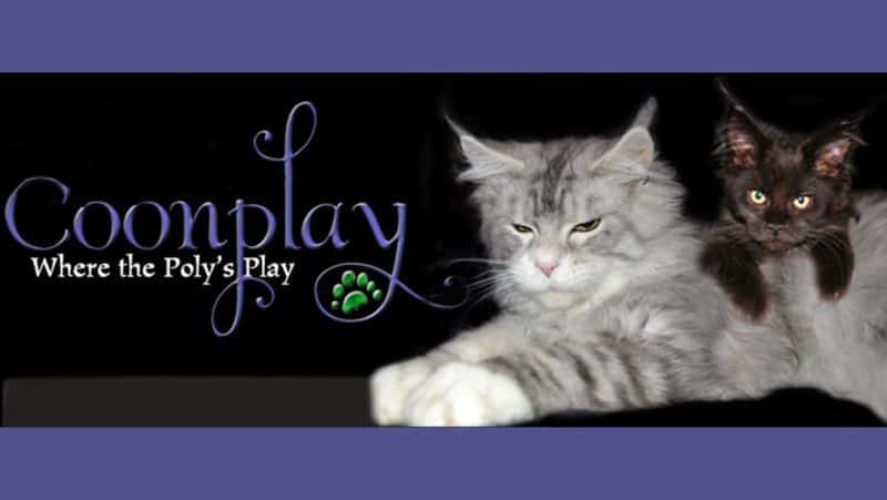 coonplay maine coons, maine coon kittens for sale in colorado