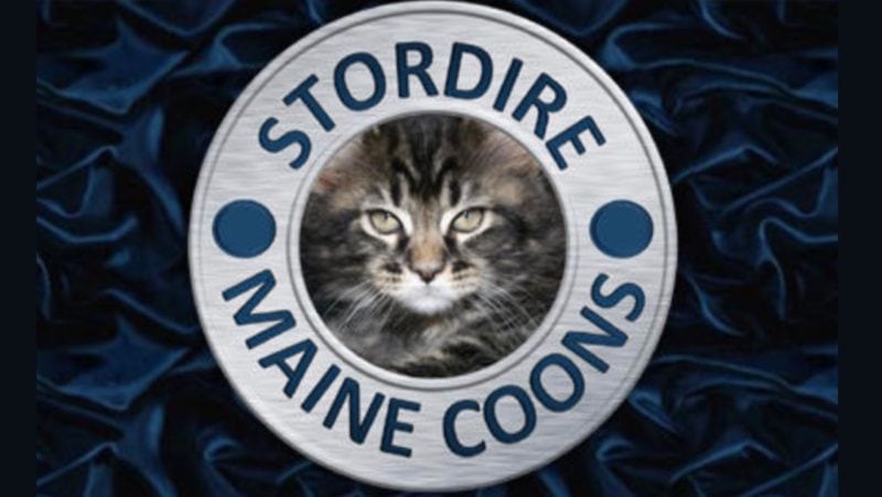 stordire maine coons, maine coon kittens for sale in colorado