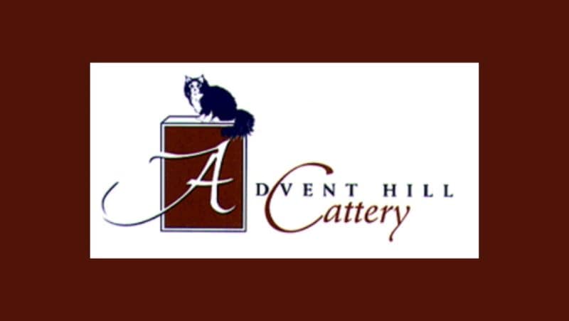 advent hill cattery, maine coon kittens for sale in arizona