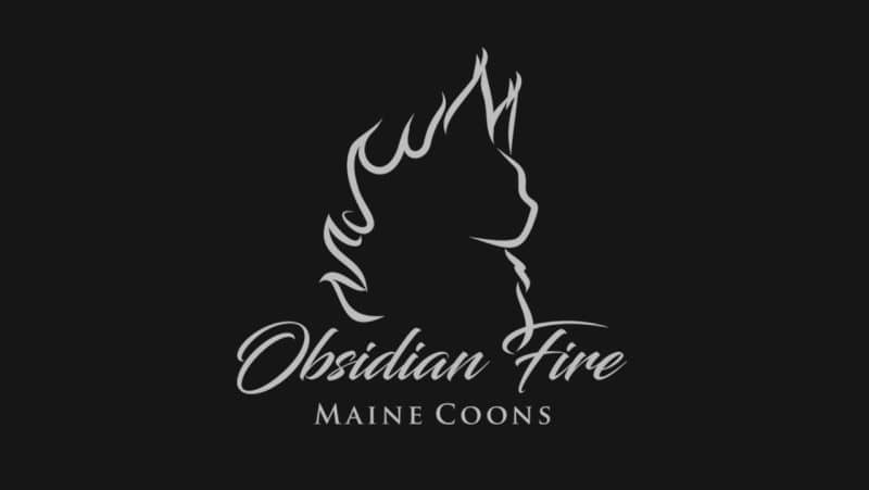 obsidianfire maine coons, maine coon kittens for sale in arizona
