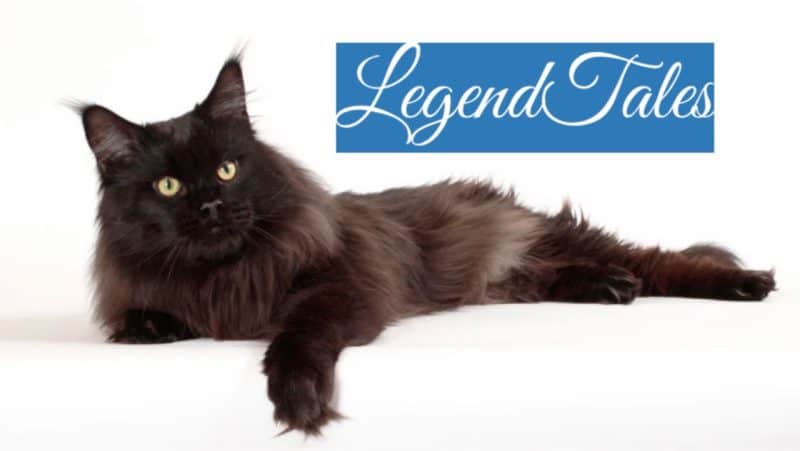 legendtales, maine coon kittens for sale in arizona