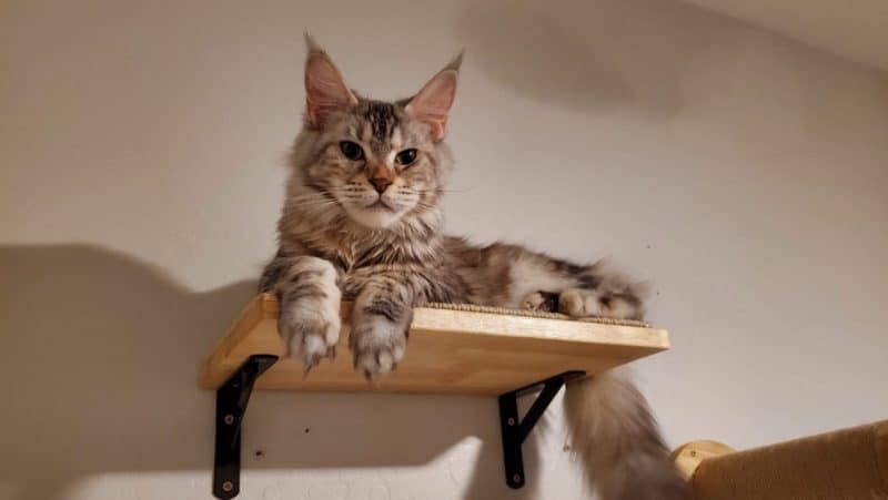red button maine coons, maine coon kittens for sale in arizona