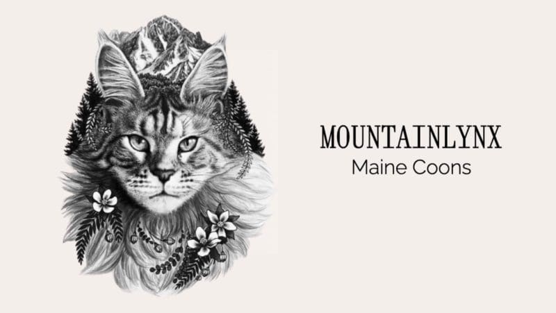mountainlynx maine coons, maine coon kittens for sale in colorado