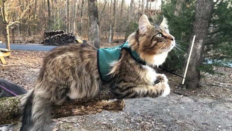 Maine Coon Kittens For Sale In Arkansas, Arkancoons Cattery Large