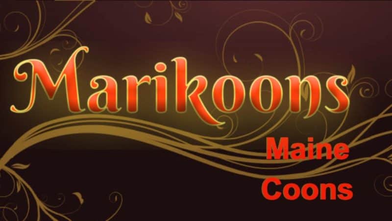 Maine Coon Kittens For Sale In Connecticut, Marikoons Maine Coons