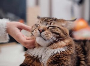 maine coon getting rubbed under the chin