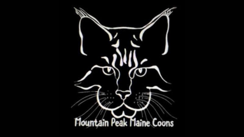 mountain peak maine coons, maine coon kittens for sale in colorado