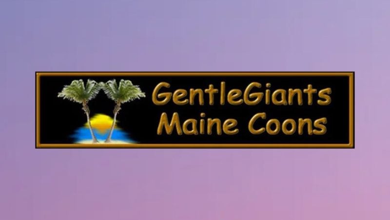 gentle giants maine coons, maine coon kittens for sale in alabama