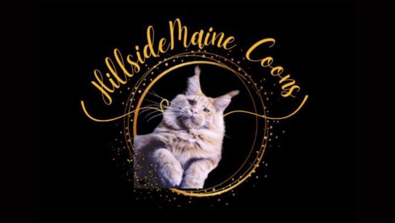 Maine Coon Kittens For Sale In Arkansas, hillside maine coons Large
