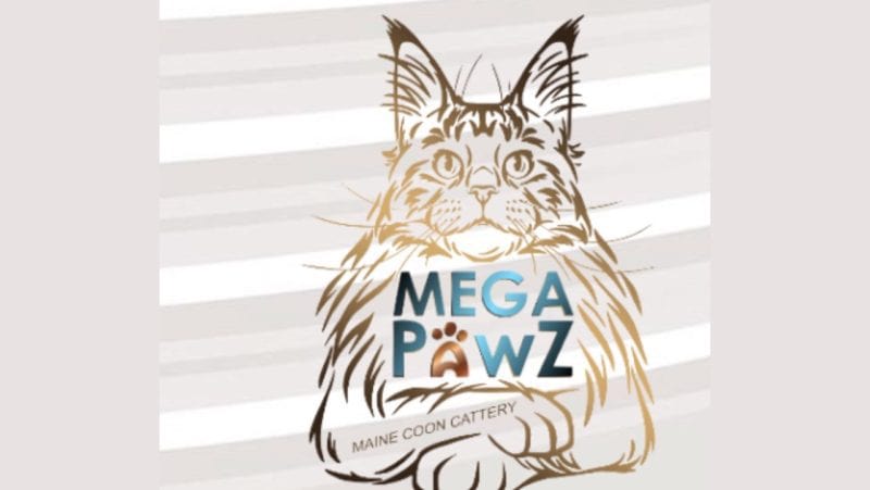 megapawz maine coon cattery, maine coon kittens for sale in alabama