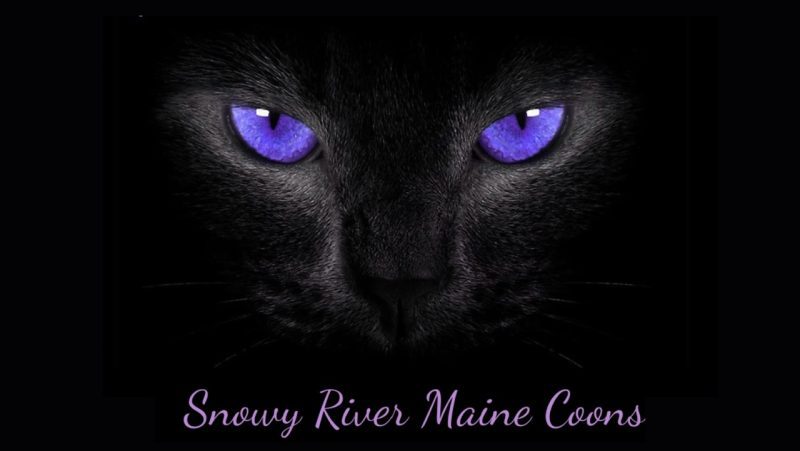 Maine Coon Kittens For Sale In Arkansas, snowy river maine coons Large